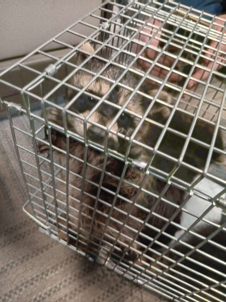 Wildlife Removal Fennville