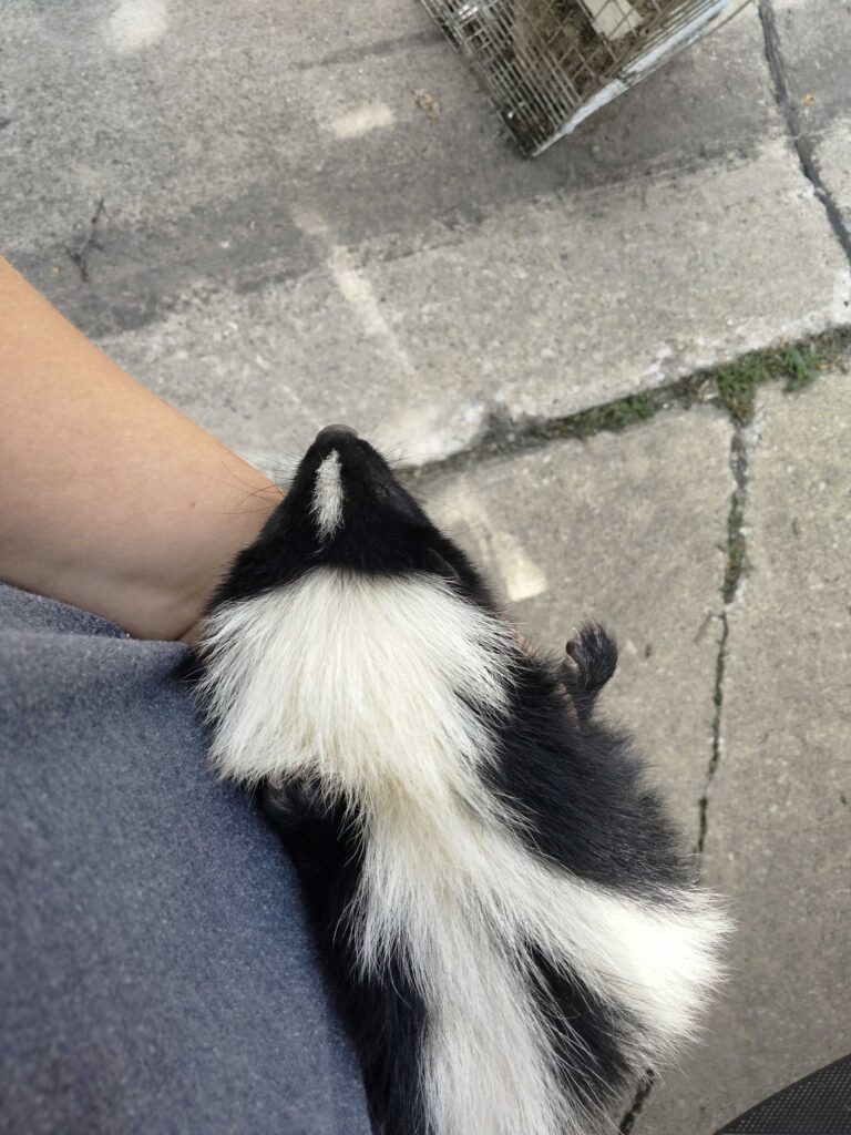 Wildlife Removal Fennville