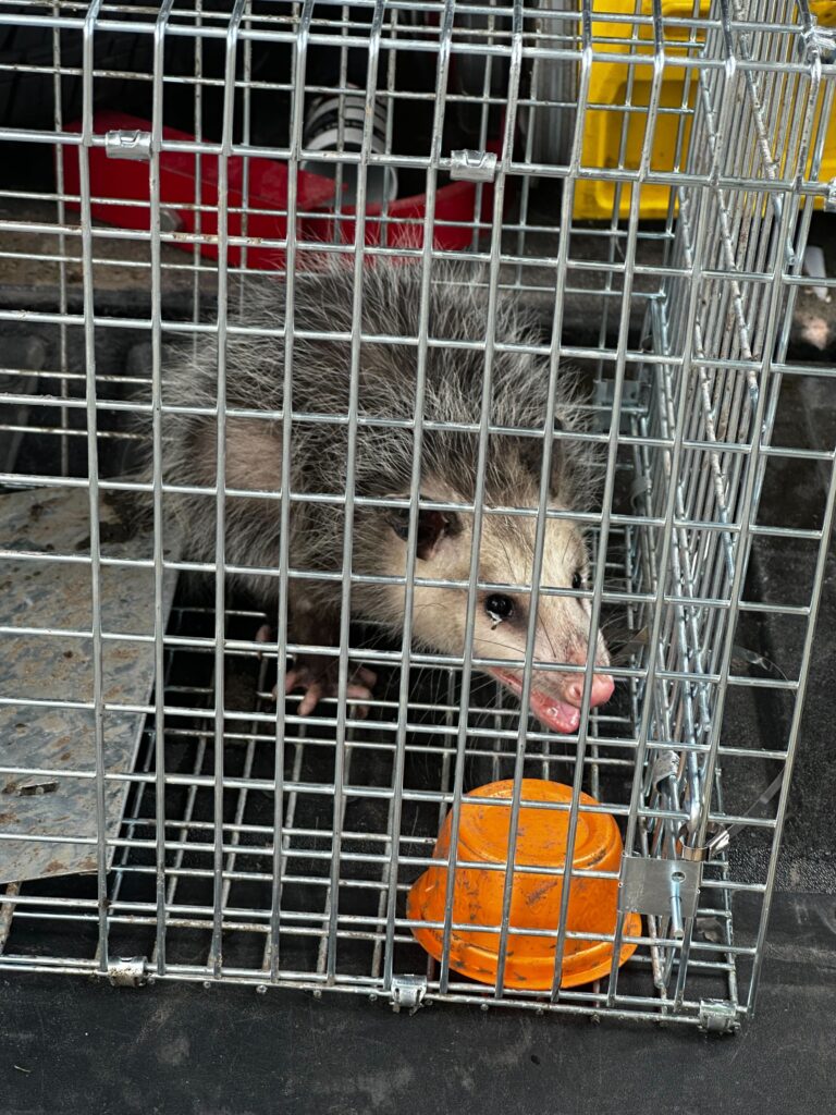 Wildlife Removal Fennville