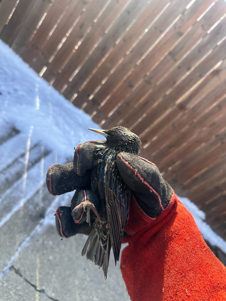 Wildlife Removal Fennville