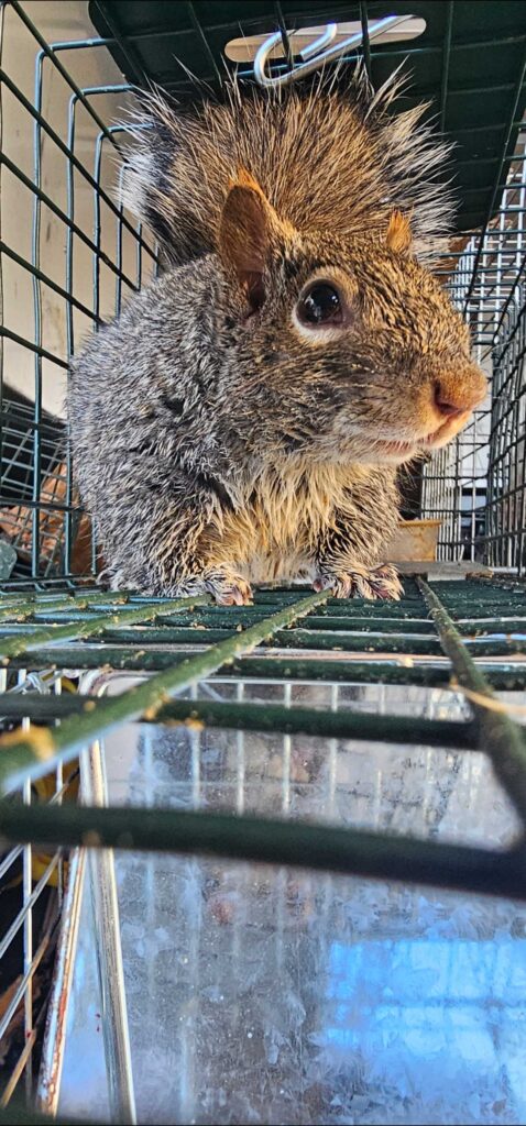 Wildlife Removal Fennville